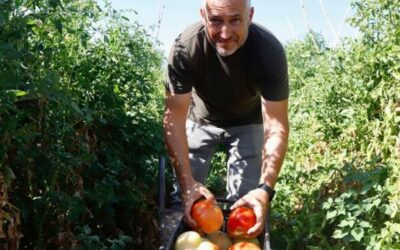 Alcolea, tierra de tomates